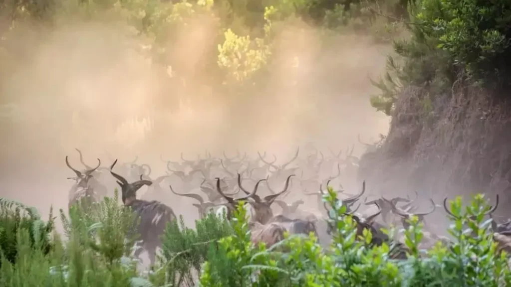 La Asociación de Ganadería e Industrias Lácteas de Canarias dice que el “el Cabildo de La Palma deja morir a la ganadería”